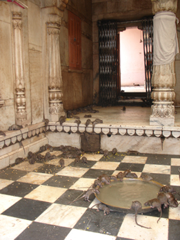 Deshnok Tempio dei topi